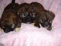 SISSY, a female Shih Tzu for sale in Canton, MS – 2 of 2