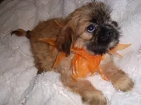 BOSTON, a  Shih Tzu for sale in Canton, MS – 3 of 5