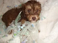 COCO MAN, a male Poodle - Toy  for sale in Canton, MS – 5 of 5