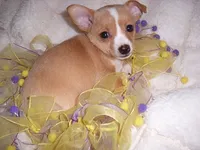 BUBBLES, a female Chihuahua for sale in Canton, MS – 3 of 3