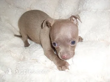 ANGEL BABY – Chihuahua puppy for sale in Canton, MS