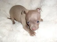 ANGEL BABY, a female Chihuahua for sale in Canton, MS – 1 of 3