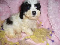 FLUFFY BABY, a female Poodle - Toy  for sale in Canton, MS – 3 of 4