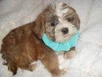 CARSON, a male Shorkie for sale in Canton, MS – 3 of 5