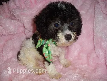 BUFFY – Poodle - Toy  puppy for sale in Canton, MS
