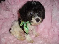 BUFFY, a male Poodle - Toy  for sale in Canton, MS – 1 of 3
