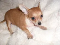 BETSY, a female Chihuahua for sale in Canton, MS – 3 of 4