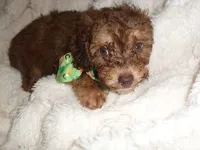 COCO MAN, a male Poodle - Toy  for sale in Canton, MS – 3 of 5