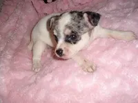 SADIE, a female Chihuahua for sale in Canton, MS – Photo 3 of 3