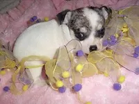 SADIE, a female Chihuahua for sale in Canton, MS – Photo 1 of 3