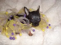 TEACUP SUZY, a female Chihuahua for sale in Canton, MS – 5 of 5