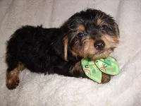 OLLIE, a male Yorkipoo for sale in Canton, MS – Photo 2 of 4
