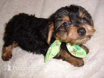 OLLIE – Yorkipoo puppy for sale in Canton, MS