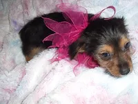 LUNA, a female Yorkshire Terrier for sale in Canton, MS – 4 of 4