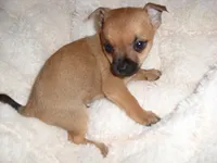 COOPER, a male Chihuahua for sale in Canton, MS – 1 of 5