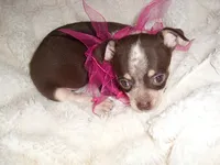 COCO BABY, a female Chihuahua for sale in Canton, MS – 4 of 5