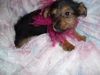 LUNA, a female Yorkshire Terrier for sale in Canton, MS – 2 of 4