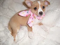 BUBBLES, a female Chihuahua for sale in Canton, MS – 2 of 3