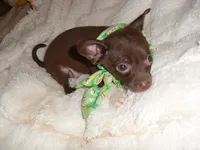 COCO MAN, a male Chihuahua for sale in Canton, MS – 2 of 3