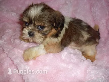 TURTLE – Shih Tzu puppy for sale in Canton, MS