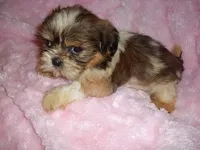 TURTLE, a male Shih Tzu for sale in Canton, MS – 1 of 3