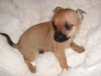 COOPER, a male Chihuahua for sale in Canton, MS – 2 of 5