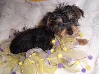 TINY ANGEL, a female Yorkshire Terrier for sale in Canton, MS – 3 of 4