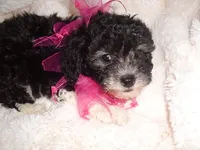 MINNIE, a female Poodle - Toy  for sale in Canton, MS – 3 of 4