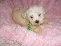 LITTLE MAN, a male Maltipoo for sale in Canton, MS – 1 of 2