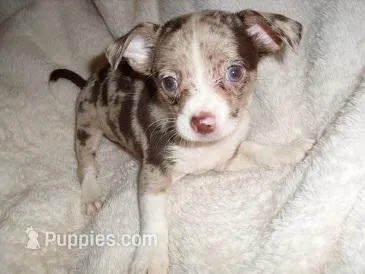 MILO – Chihuahua puppy for sale in Canton, MS