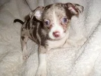 MILO, a male Chihuahua for sale in Canton, MS – Photo 1 of 2