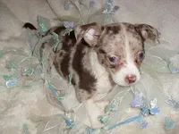 MILO, a male Chihuahua for sale in Canton, MS – Photo 2 of 2