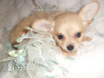 TINY JACK – Chihuahua puppy for sale in Canton, MS