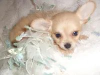 TINY JACK, a male Chihuahua for sale in Canton, MS – 1 of 3