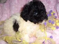 BUBBLE, a male Poodle - Toy  for sale in Canton, MS – 1 of 4