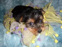 MIA, a female Yorkshire Terrier for sale in Canton, MS – 3 of 5