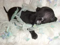 MIDNIGHT, a male Chihuahua for sale in Canton, MS – 3 of 4