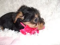 BABY DOLL, a female Yorkshire Terrier for sale in Canton, MS – 4 of 4