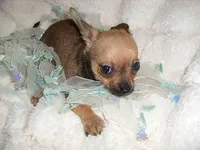 TUCKER, a male Chihuahua for sale in Canton, MS – 2 of 3