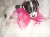 PUDDING, a female Chihuahua for sale in Canton, MS – 2 of 5