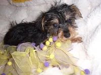 TINY ANGEL, a female Yorkshire Terrier for sale in Canton, MS – 4 of 4