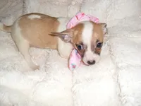 SISTER 1, a female Chihuahua for sale in Canton, MS – 3 of 3