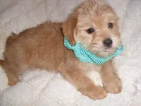 COOPER, a male Shorkie for sale in Canton, MS – 3 of 4