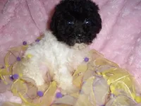 PARTY BABY, a female Poodle - Toy  for sale in Canton, MS – 2 of 4
