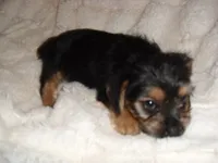 BOSTON, a male Yorkshire Terrier for sale in Canton, MS – 2 of 4