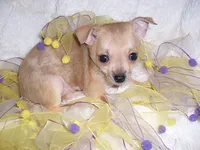 PEBBLES, a female Chihuahua for sale in Canton, MS – 2 of 4