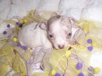 BLUE BABY, a female Chihuahua for sale in Canton, MS – 3 of 4