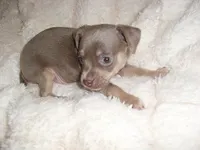 MR BLUEBIRD, a male Chihuahua for sale in Canton, MS – 3 of 4