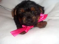SALLY, a female Yorkipoo for sale in Canton, MS – 2 of 4