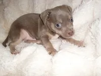 MR BLUEBIRD, a male Chihuahua for sale in Canton, MS – 2 of 4